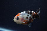 Baby Ranchu  Calico 3 Inch (ID#1224R9c-34) Free2Day SHIPPING