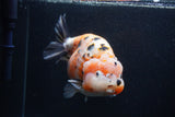 Jumbo Ranchu  Calico 5 Inch (ID#0107R14a-115)