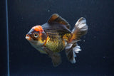 Thai Oranda  Tricolor 5.5 Inch (ID#1108To6c-118)