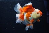 Thai Oranda  Red White 6 Inch (ID#307To7b-113)
