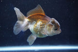 Juvenile Thai Oranda  Panda 4 Inch (ID#1022To13b-89) Free2Day SHIPPING