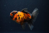 Thai Oranda  Tricolor 5 Inch (ID#221T5c-68) Free2Day SHIPPING