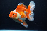Thai Oranda  Red White 6 Inch (ID#307To7b-113)