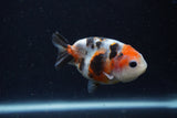 Baby Ranchu  Calico 3 Inch (ID#1224R9c-34) Free2Day SHIPPING