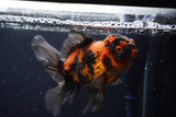 Thai Oranda  Tricolor 5 Inch (ID#221T5c-68) Free2Day SHIPPING