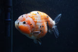 Jumbo Ranchu  Calico 5 Inch (ID#0107R14a-115)