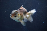 Juvenile Thai Oranda  Panda 4 Inch (ID#1022To13b-89) Free2Day SHIPPING