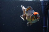 Thai Oranda  Tricolor 5.5 Inch (ID#1108To6c-118)