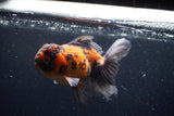 Thai Oranda  Tricolor 5 Inch (ID#221T5c-68) Free2Day SHIPPING