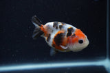 Baby Ranchu  Calico 3 Inch (ID#1224R9c-34) Free2Day SHIPPING