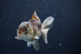 Juvenile Thai Oranda  Panda 4 Inch (ID#1022To13b-89) Free2Day SHIPPING