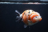 Jumbo Ranchu  Calico 5 Inch (ID#0107R14a-115)