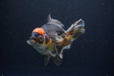 Thai Oranda  Tricolor 5.5 Inch (ID#1108To6c-118)