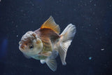 Juvenile Thai Oranda  Panda 4 Inch (ID#1022To13b-89) Free2Day SHIPPING