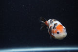 Baby Ranchu  Calico 3 Inch (ID#1224R9c-34) Free2Day SHIPPING