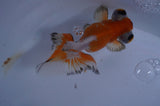 Butterfly  Red White 3.5 Inch (ID#415B8b-41) Free2Day SHIPPING