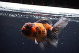 Thai Oranda  Tricolor 5 Inch (ID#221T5c-68) Free2Day SHIPPING