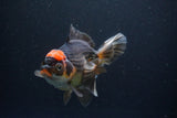 Thai Oranda  Tricolor 5.5 Inch (ID#1108To6c-118)