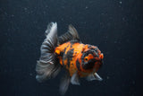 Thai Oranda  Tricolor 5 Inch (ID#221T5c-68) Free2Day SHIPPING