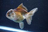 Juvenile Thai Oranda  Panda 4 Inch (ID#1022To13b-89) Free2Day SHIPPING