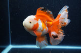 Thai Oranda  Red White 6 Inch (ID#307To7b-114)