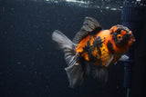 Thai Oranda  Tricolor 5 Inch (ID#221T5c-68) Free2Day SHIPPING