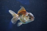 Juvenile Thai Oranda  Panda 4 Inch (ID#1022To13b-89) Free2Day SHIPPING