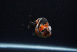 Baby Ranchu  Calico 3 Inch (ID#1224R9c-35) Free2Day SHIPPING