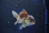 Juvenile Thai Oranda  Panda 4 Inch (ID#1022To13b-89) Free2Day SHIPPING