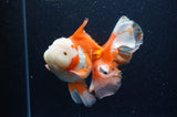 Thai Oranda  Red White 6 Inch (ID#307To7b-114)