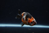 Baby Ranchu  Calico 3 Inch (ID#1224R9c-35) Free2Day SHIPPING