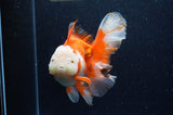 Thai Oranda  Red White 6 Inch (ID#307To7b-114)