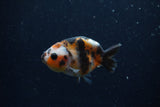 Baby Ranchu  Calico 3 Inch (ID#1224R9c-35) Free2Day SHIPPING