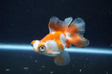 Butterfly  Red White 3.5 Inch (ID#415B8b-42) Free2Day SHIPPING
