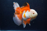 Thai Oranda  Red White 6 Inch (ID#307To7b-114)