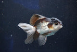 Juvenile Thai Oranda  Panda 3.5 Inch (ID#1022To13b-90) Free2Day SHIPPING