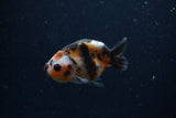 Baby Ranchu  Calico 3 Inch (ID#1224R9c-35) Free2Day SHIPPING