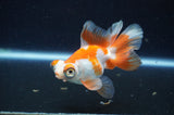 Butterfly  Red White 3.5 Inch (ID#415B8b-42) Free2Day SHIPPING