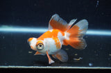 Butterfly  Red White 3.5 Inch (ID#415B8b-42) Free2Day SHIPPING