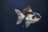 Juvenile Thai Oranda  Panda 3.5 Inch (ID#1022To13b-90) Free2Day SHIPPING