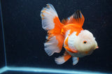 Thai Oranda  Red White 6 Inch (ID#307To7b-114)