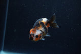 Baby Ranchu  Calico 3 Inch (ID#1224R9c-35) Free2Day SHIPPING