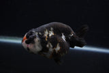 Milk Cow Ranchu  Calico 4 Inch (ID#0103R10c-92) Free2Day SHIPPING