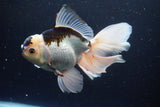 Thai Oranda  Panda 5.5 Inch (ID#1112To6b-108)