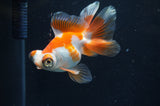 Butterfly  Red White 3.5 Inch (ID#415B8b-42) Free2Day SHIPPING