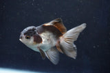 Juvenile Thai Oranda  Panda 3.5 Inch (ID#1022To13b-90) Free2Day SHIPPING