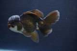 Juvenile Thai Oranda  Panda 4 Inch (ID#910To13bpt6-50) Free2Day SHIPPING