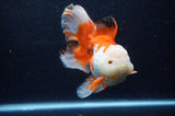 Thai Oranda  Red White 6 Inch (ID#307To7b-114)