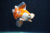 Butterfly  Red White 3.5 Inch (ID#415B8b-42) Free2Day SHIPPING