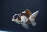 Juvenile Thai Oranda  Panda 3.5 Inch (ID#1022To13b-90) Free2Day SHIPPING